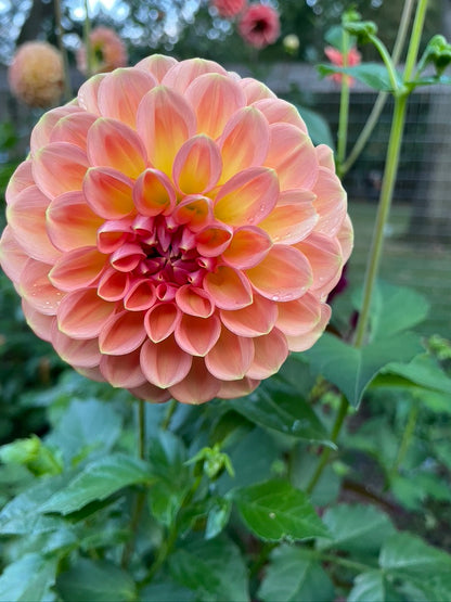 2025 Seedling KA's® Boho Peach