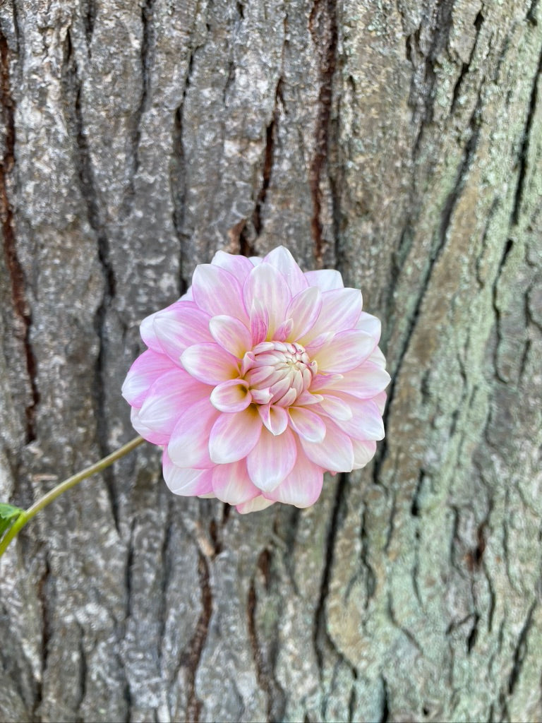 2025 Seedling PNC/A La Mode