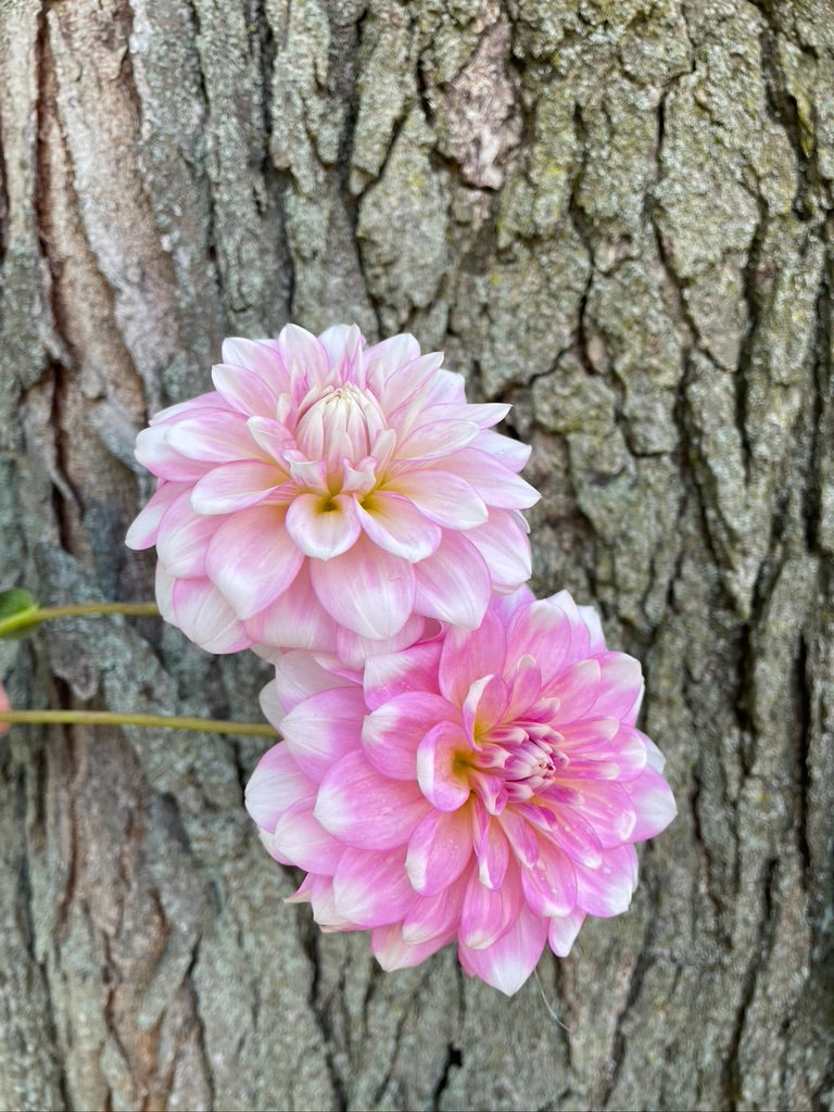 2025 Seedling PNC/A La Mode – Good One Flowers