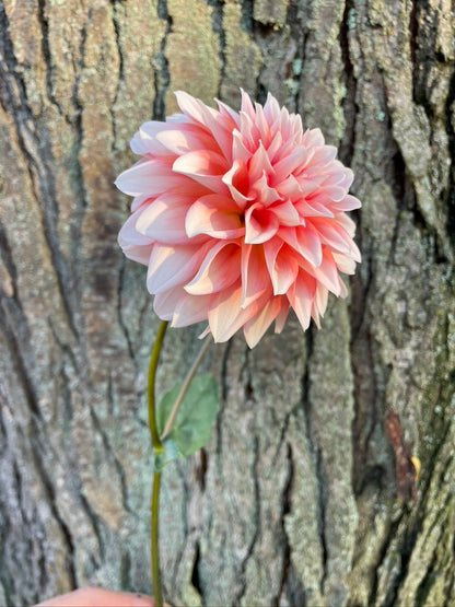 Lee's Pineberry Trifle