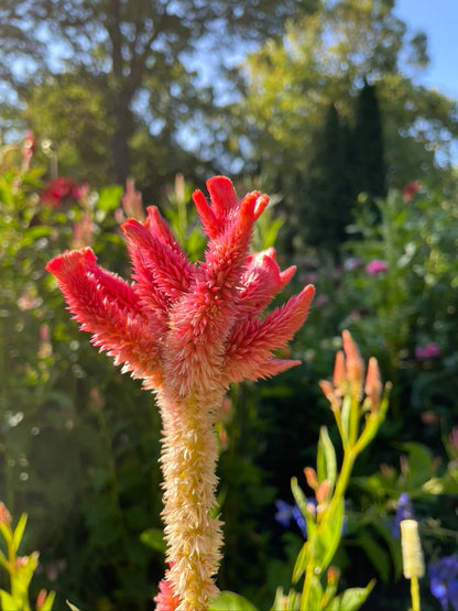 Celosia Seeds - Floret Mix
