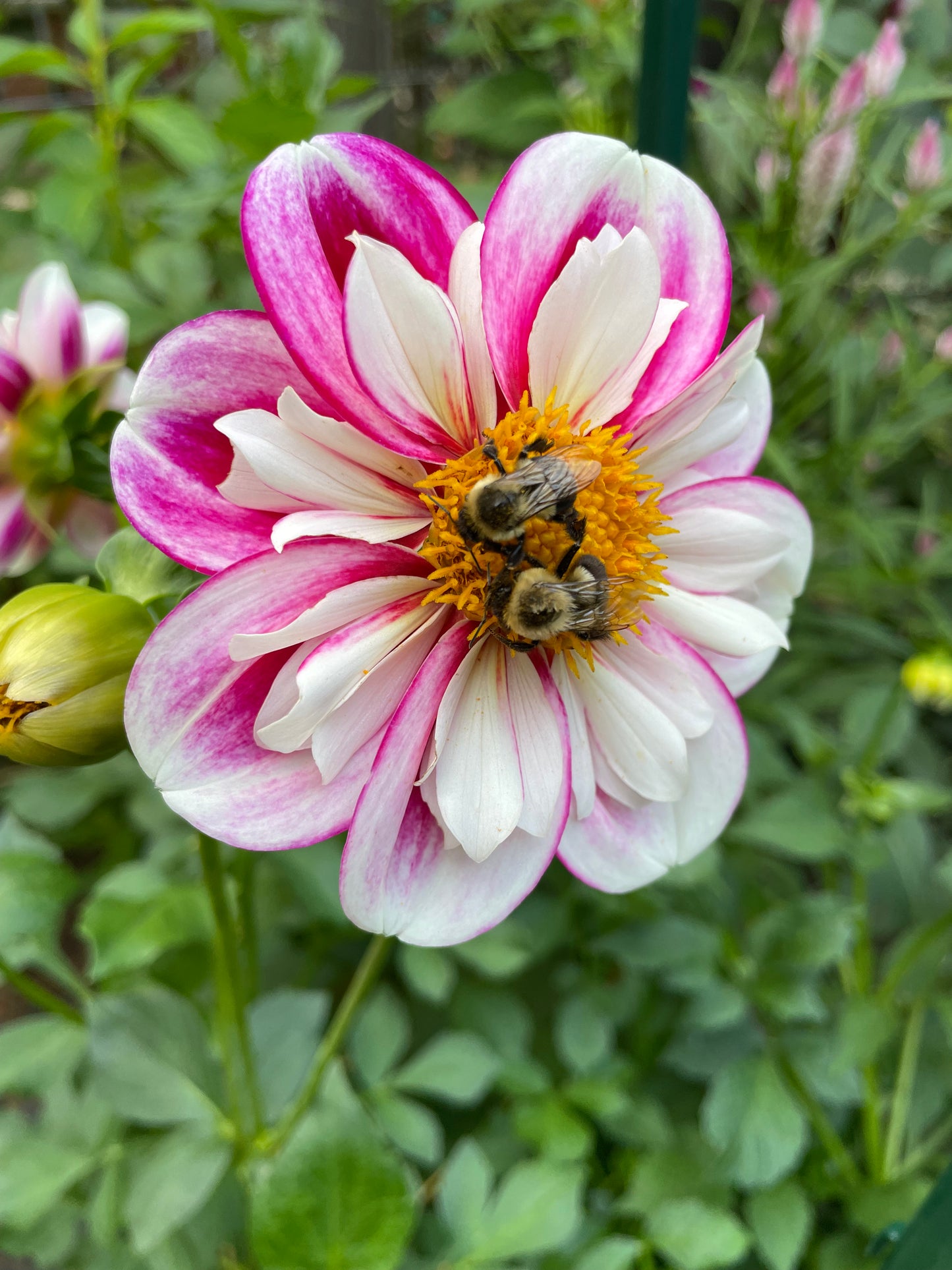 Dahlia Seeds - Collarette and Anemone
