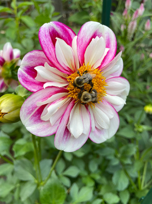 Dahlia Seeds - Collarette and Anemone